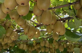 89 Work Road, Aongatete