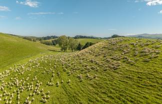 299 Domett Road, Cheviot