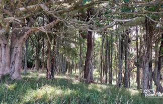 Lot/1 Arcadia Road, Paparoa