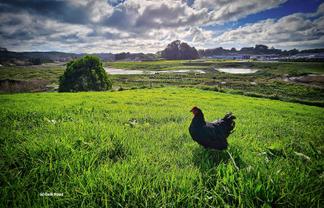 60 and 1/4 Belk Road, Tauriko