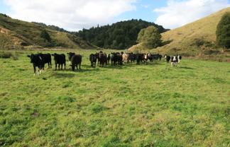 4869 Ohura Road, Pohokura