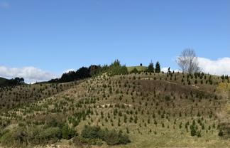 300 Ngapaeruru Road, Dannevirke