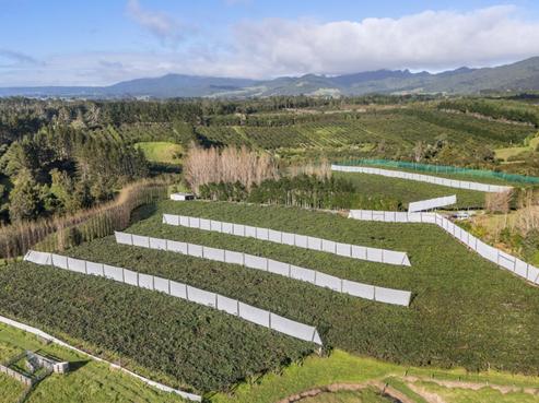 175 Busby Road, Katikati