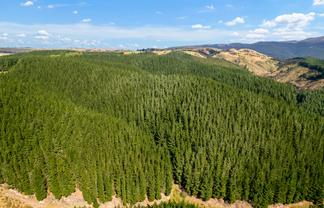  Mark Hill Forest and Beaumont Group, Lawrence