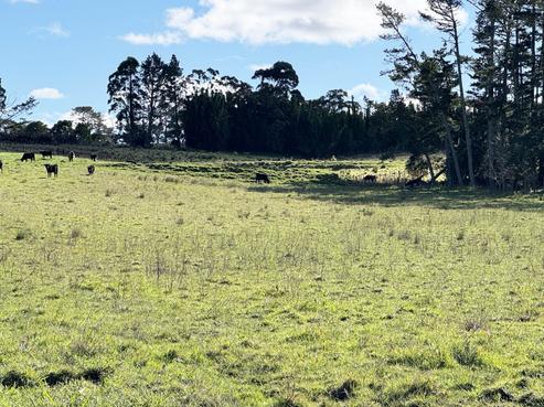 11 Bobs Way, Dairy Flat