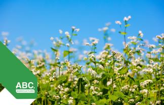 Buckwheat Processing & Food Business