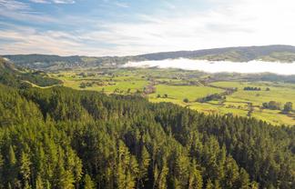  Awakino Forest Cutting Right, Awakino