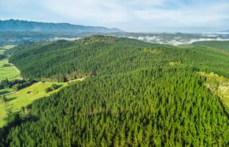  Motukiore Forest, Okaihau
