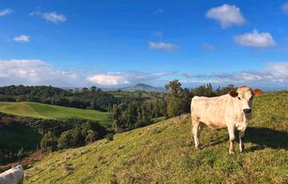 194E Pekanui Road, Pirongia