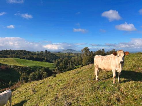 194E Pekanui Road, Pirongia