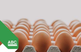 Chicken & Egg Farm – Strong Cashflow Opportunity