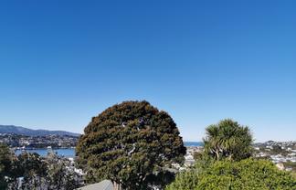 3/71 Rakau Road, Hataitai