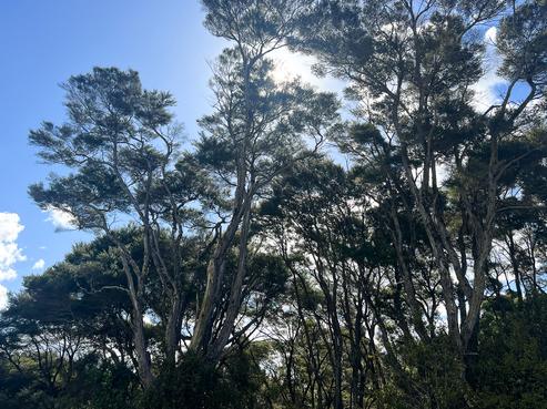 11 Ti Tree Lane, Stanmore Bay
