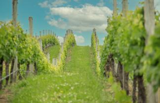 Lot 3 Willow Lane, Martinborough