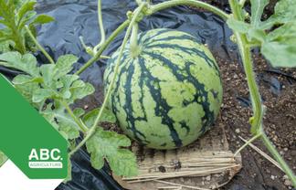 Profitable Vegetable and Fruit Farm