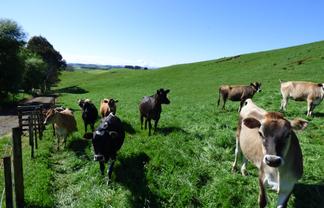 2229 State Highway 31, Kawhia Road, Otorohanga