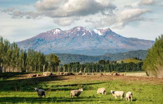 329 Raetihi Ohakune Road - Lot 1 and 2, Ohakune