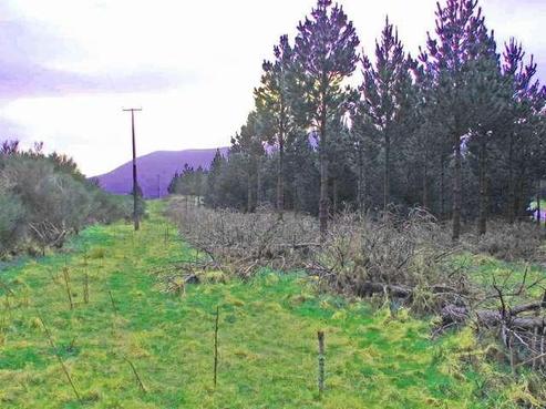 2307 Tahakopa Valley Road, Catlins Surrounds